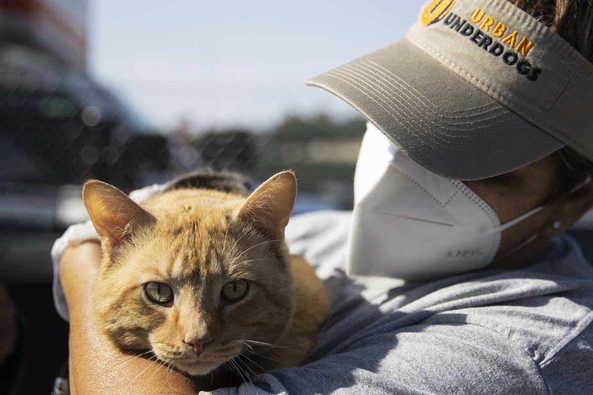 Cynthia Miyamoto, founder of Urban Underdogs, holds Tigger at the Courtyard Homeless Resource C ...