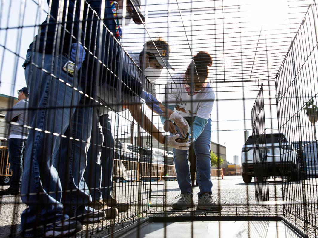 Cynthia Miyamoto, center, founder of Urban Underdogs, and Ashley Carr, right, a volunteer, asse ...