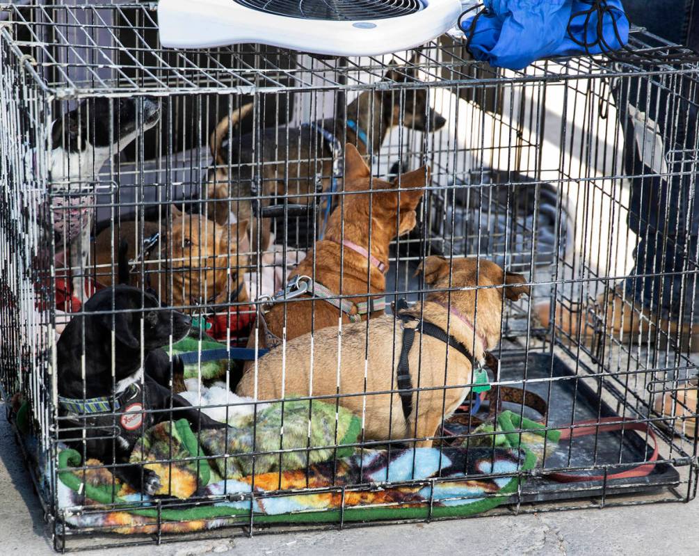 Dogs are seen inside their kennels at the Courtyard Homeless Resource Center, on Friday, May 21 ...