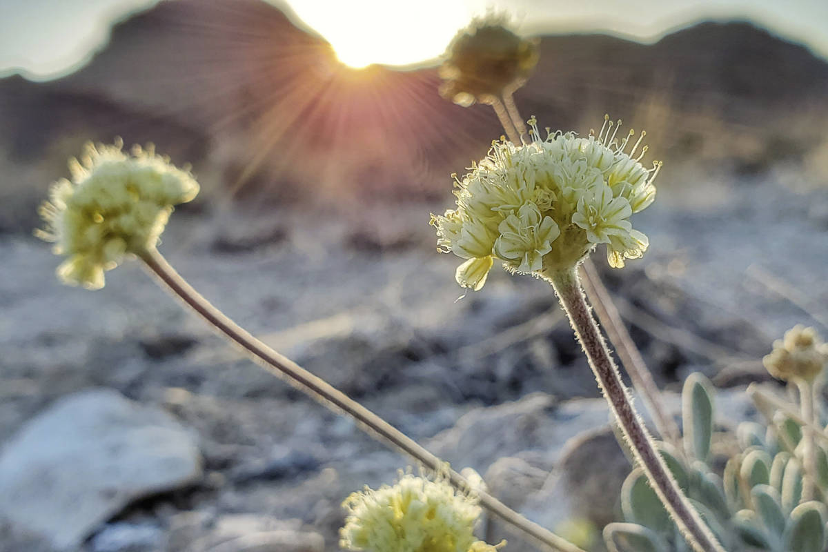 This photo provided by Patrick Donnelly and the Center for Biological Diversity, shows Tiehm's ...