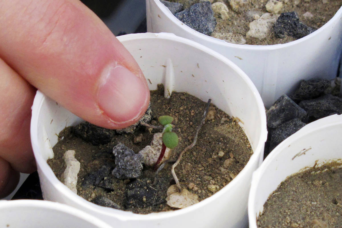 FILE - In this Feb. 10, 2020, file photo, a plant ecologist at the University of Nevada, Reno, ...