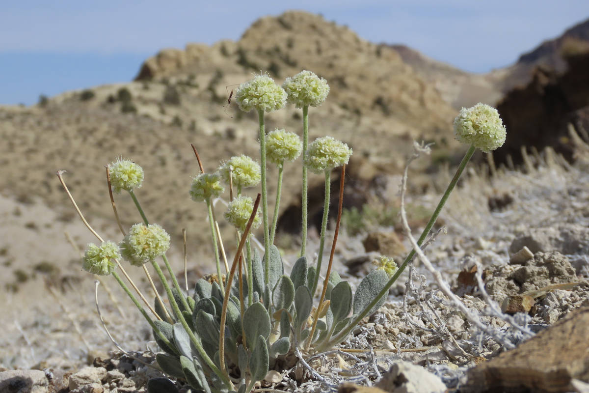 This photo provided by Patrick Donnelly and the Center for Biological Diversity, shows Tiehm's ...