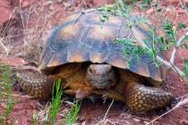 FILE - In this May 13, 2006, file photo, is a desert tortoise in the Red Cliffs Desert Reserve ...