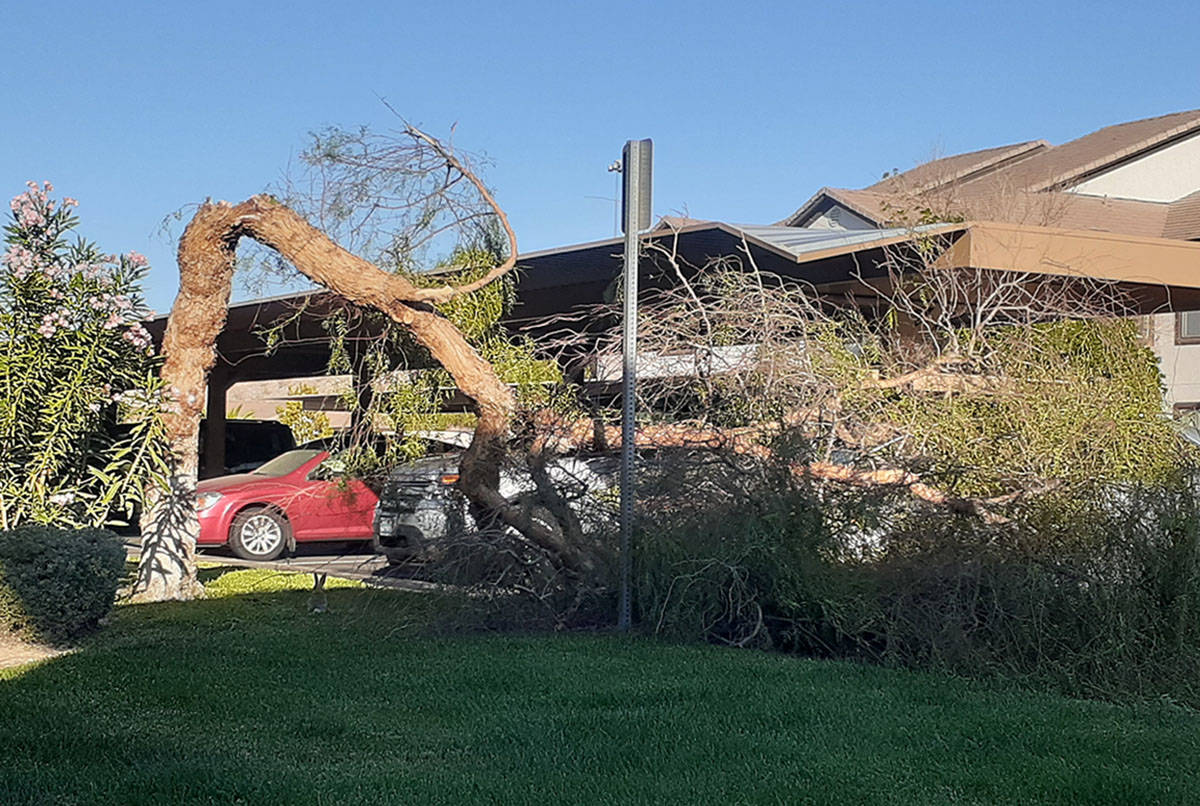 Elevated winds took down this tree at an apartment complex near the I-215 Beltway and Stephanie ...