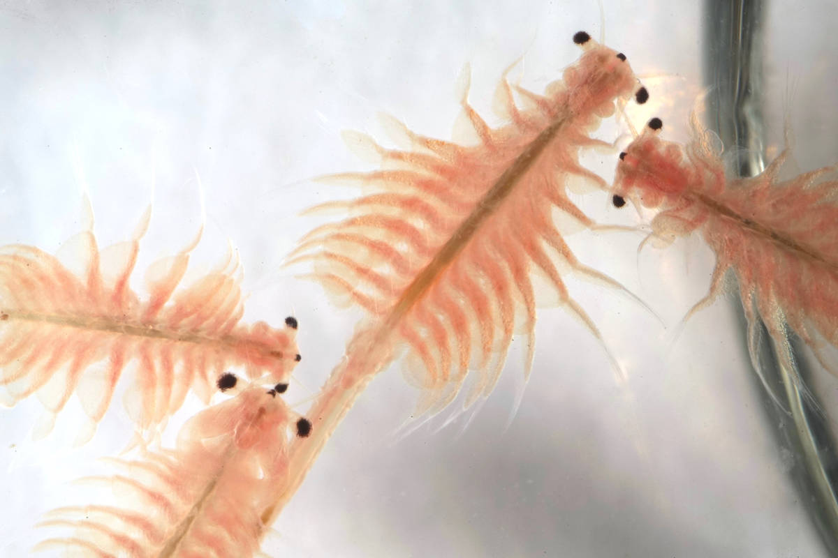 Brine shrimp live in Mono Lake by the trillions, providing a steady diet for the lake's migrato ...