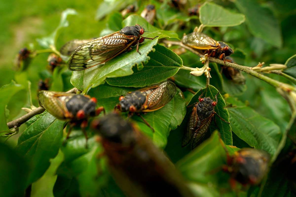 Adult cicadas cover a plant, Monday, May 17, 2021, at Woodend Sanctuary and Mansion, in Chevy C ...