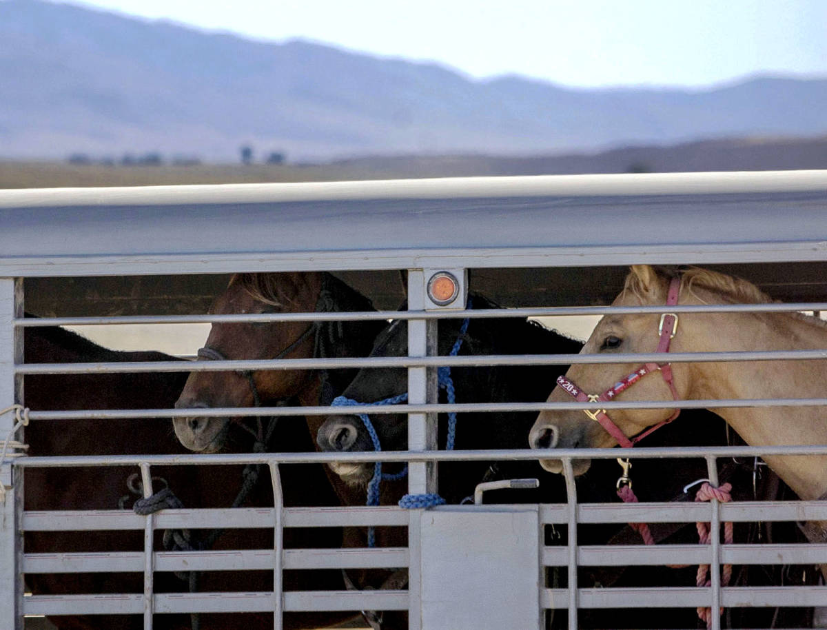 A trailer full of wild horses is transported from the trap to a temporary holding facility duri ...