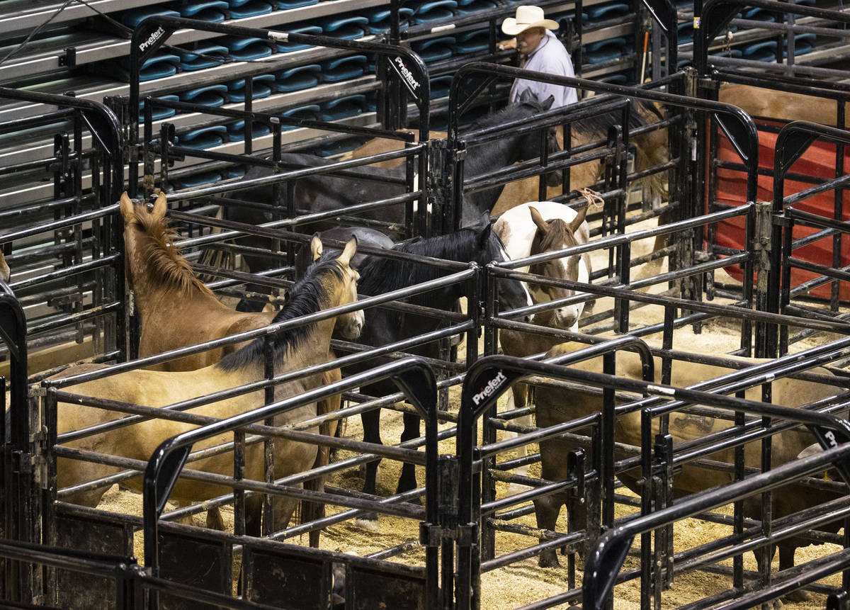 Horses wait their turn for bareback riding competition at the Bill Pickett Invitational Rodeo, ...