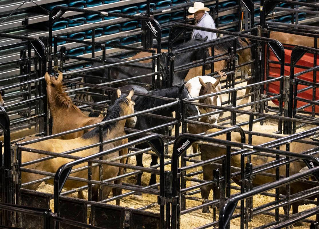 Horses wait their turn for bareback riding competition at the Bill Pickett Invitational Rodeo, ...