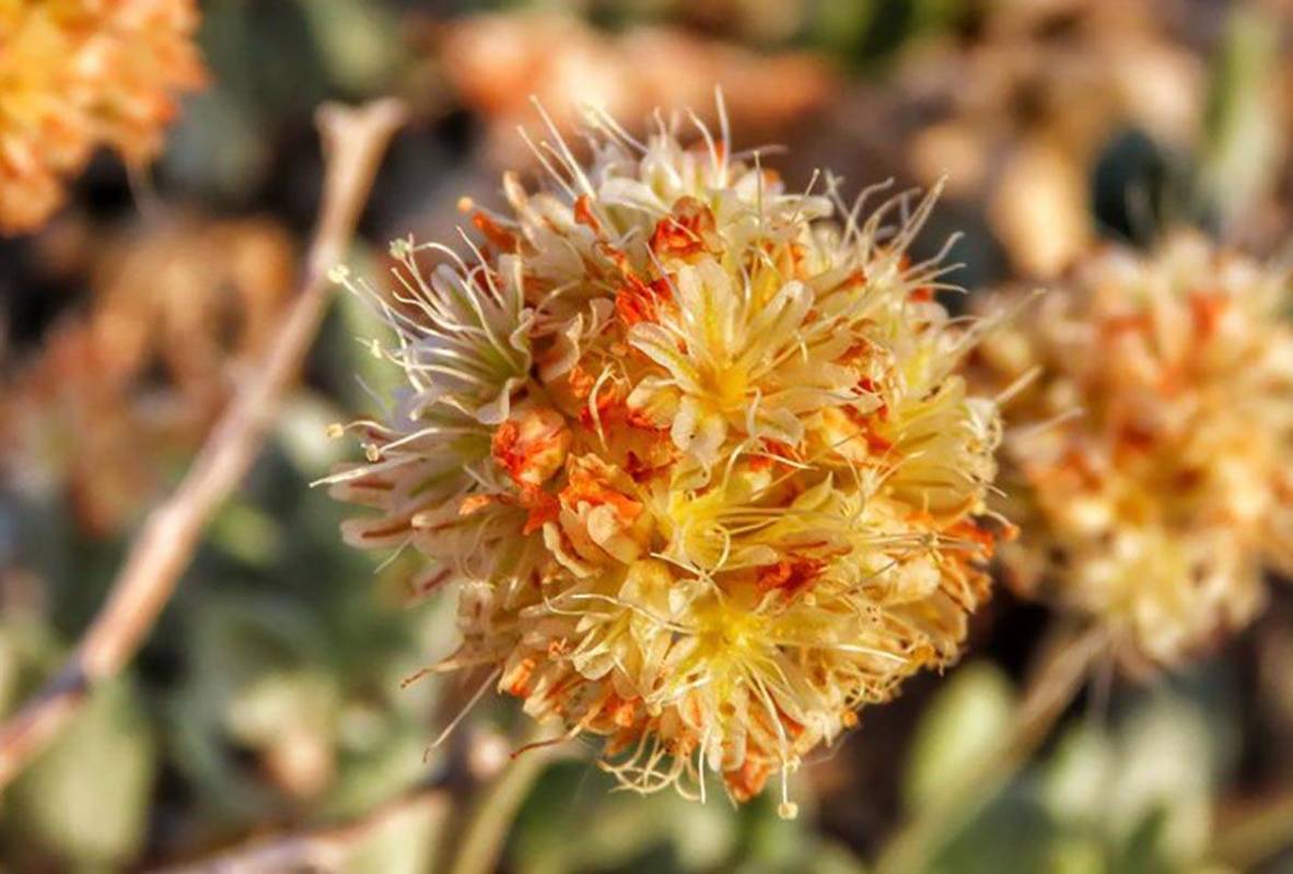 Tiehm's buckwheat. (Center for Biological Diversity)