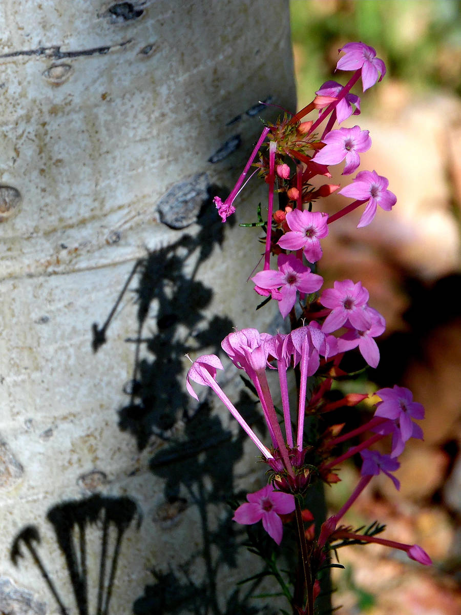 Slendertube skyrockets bloom in aspen groves along Highway 14 in the mountains near Cedar City. ...