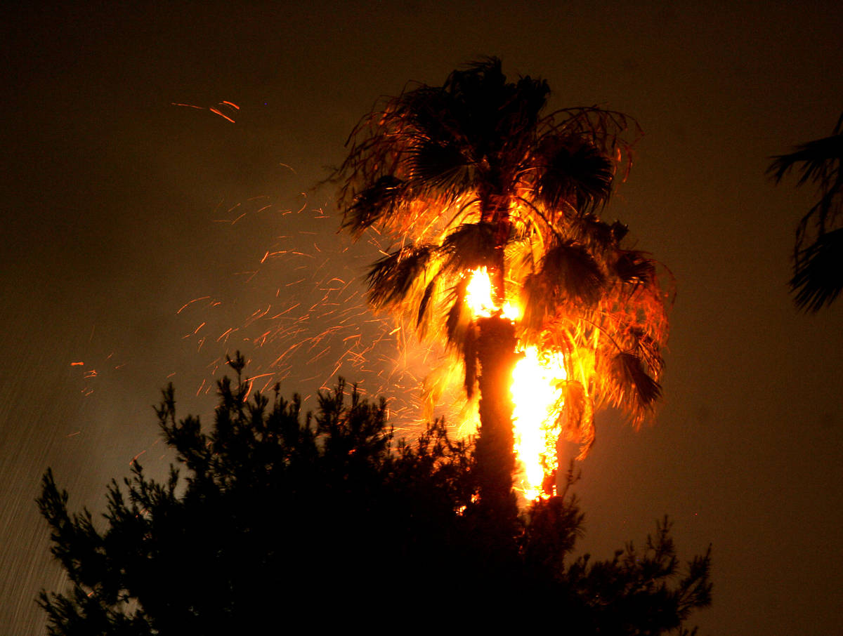 Flames consume a palm tree near Spencer Street and Reno Avenue after being struck by lightning ...