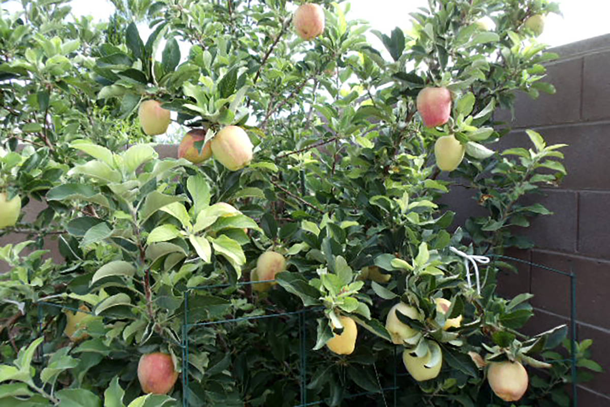 The Anna apple tree's fruit production is around mid-June, one of the earliest apple varieties. ...