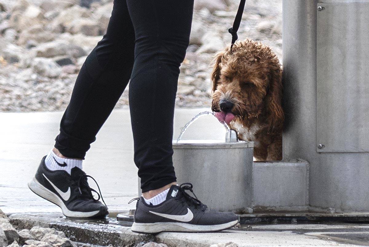 Tanya Oetjen of Henderson watches as her dog Coper drinks from a public water fountain at Corne ...