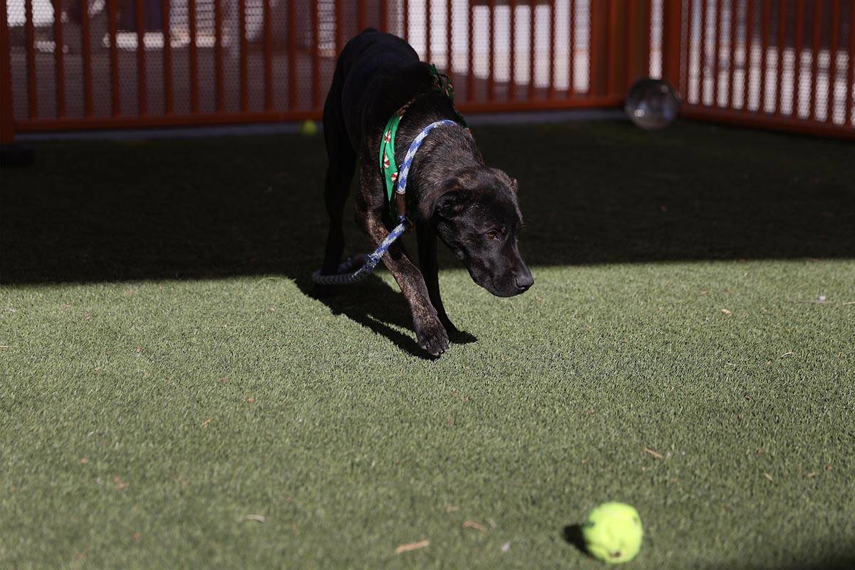 Denim plays ball at The Animal Foundation in Las Vegas, on Wednesday, Dec. 16, 2020. The Anima ...