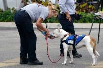 Karen Chambers, of Miami-Dade Fire Rescue, gives a dog named Abby a drink while working near th ...