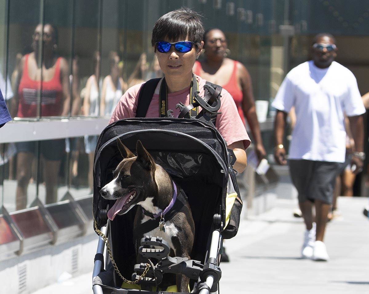 Alexa Rauchfuss of Shasta Lake, Calif., pushes her dog Lili on a stroller as she crosses the pe ...