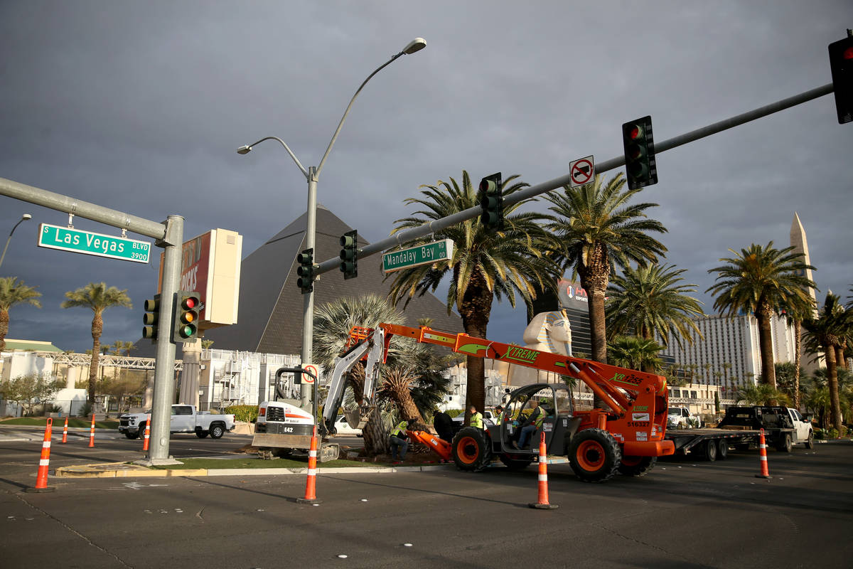 Workers plant palm trees in the median on Las Vegas Boulevard at Mandalay Bay Road in Las Vegas ...
