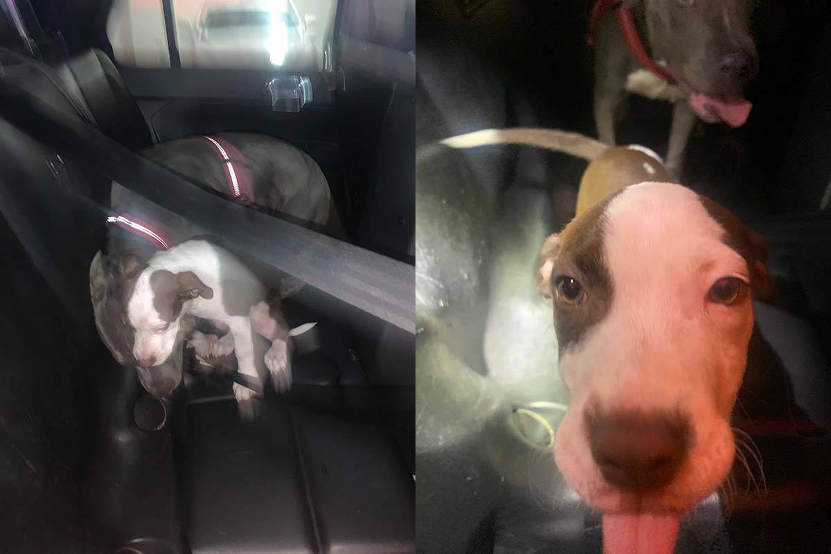 Las Vegas police rescued two dogs who were locked in a vehicle early on Friday, July 9, 2021. ( ...