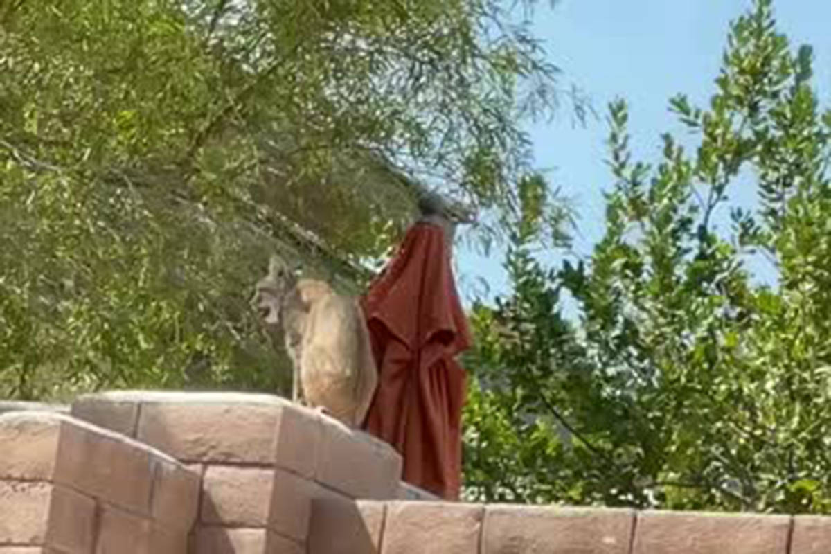 A Las Vegas family had an unexpected visitor on Monday, July 12, 2021 — a bobcat. (Kenny Lee)