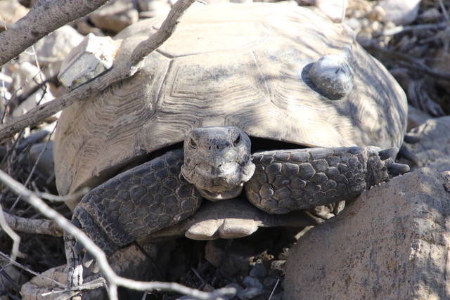 A close-up of a radioed desert tortoise that is a part of a U.S. Geological Survey study in the ...