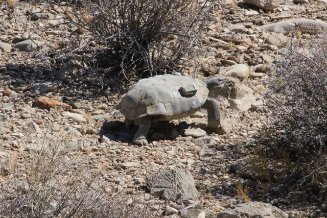 A radioed desert tortoise is a part of a study in the greater Ivanpah Valley near Primm, southw ...