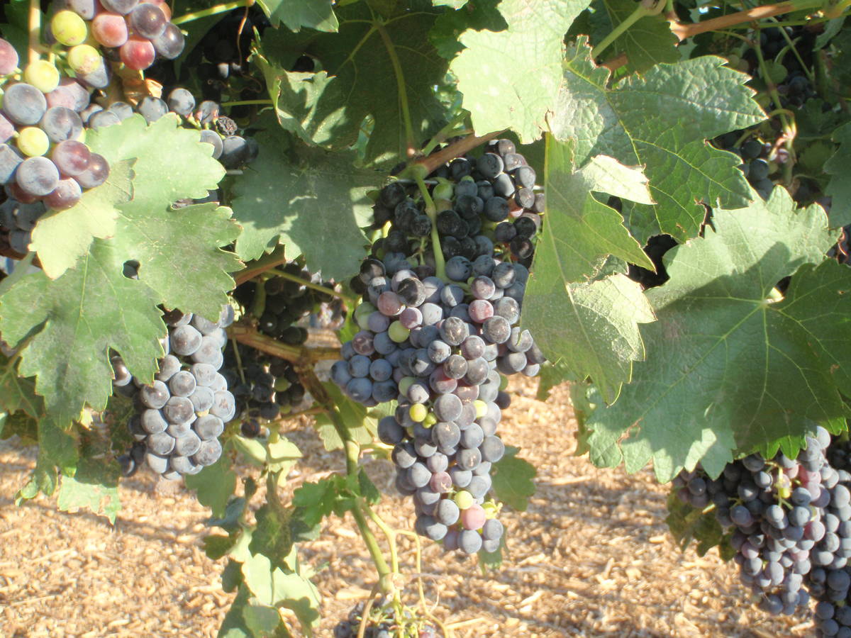 These tempranillo grape clusters, produced under the canopy of a trellised grape vine, are near ...