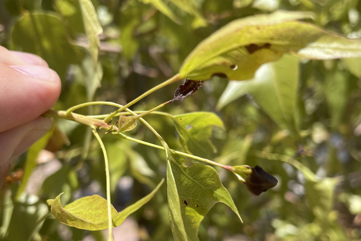 The bottletree's roots are sensitive to watering often and keeping the soil wet. Here, the leav ...