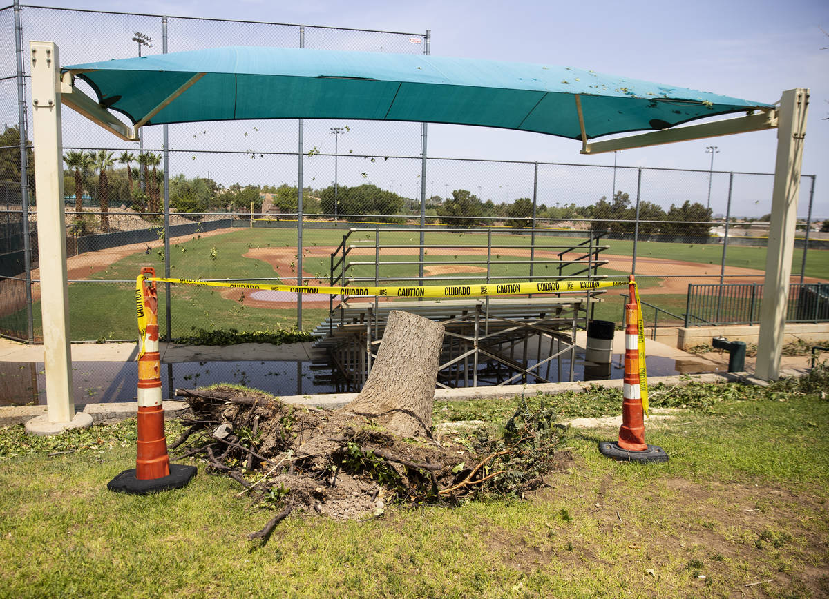 Tree stump is seen after a rainstorm at Arroyo Grande Sports Complex, on Friday, July 23, 2021, ...