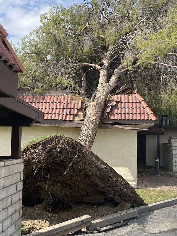 A tree is uprooted after overnight storms in Pahrump, Monday, July 26, 2021. (Nye County/Twitter)