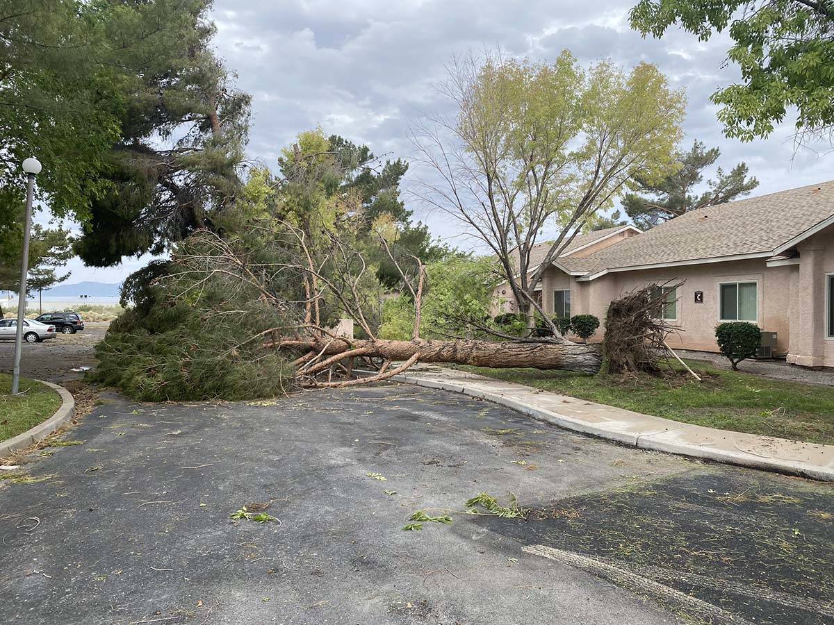 An uprooted tree lies in the street after overnight storms in Pahrump, Monday, July 26, 2021. ( ...