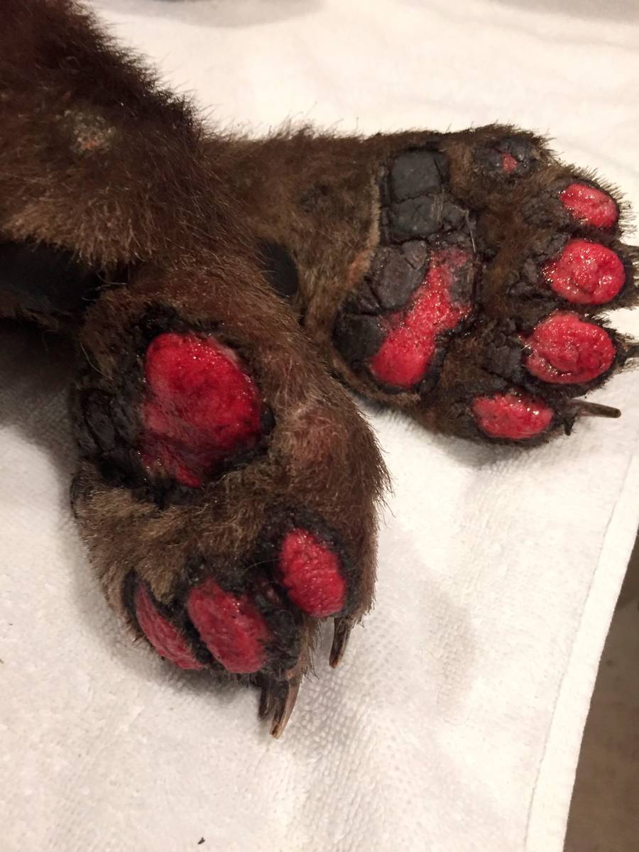 The burned paws of a bear cub are seen at Lake Tahoe Wildlife Care in South Lake Tahoe, Calif., ...