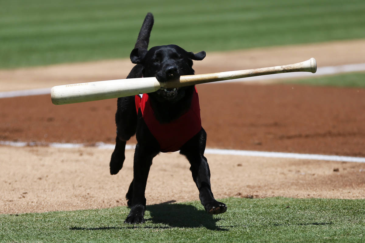 Las Vegas 51s bat dog Finn carries a bat during a game against the Albuquerque Isotopes at Cash ...