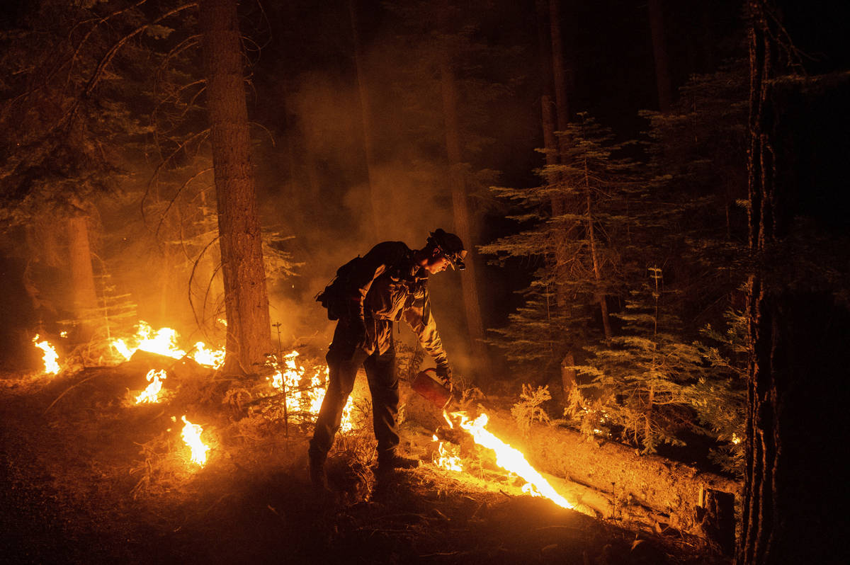 A firefighter uses a drip torch to ignite vegetation while trying to stop the Dixie Fire from s ...