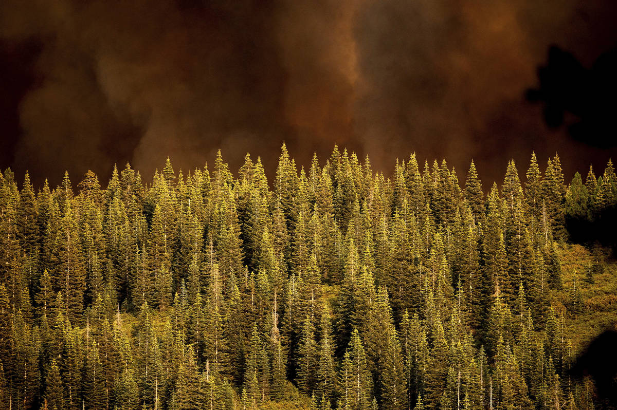 Smoke from the Dixie Fire rises over trees in Lassen National Forest, Calif., near Jonesville o ...