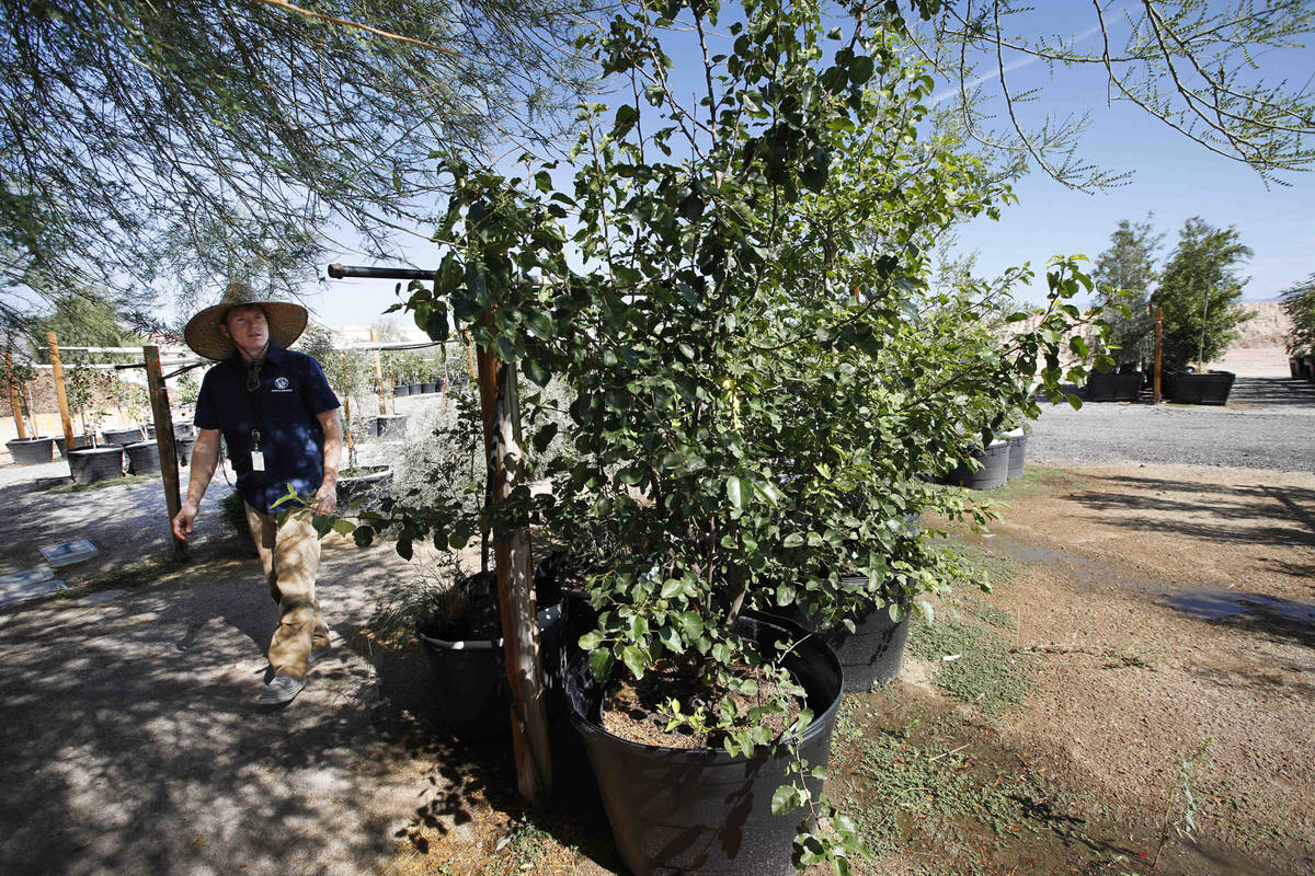 Bradley Daseler, urban forester from the city of Las Vegas, walks by two ornamental pear seedli ...
