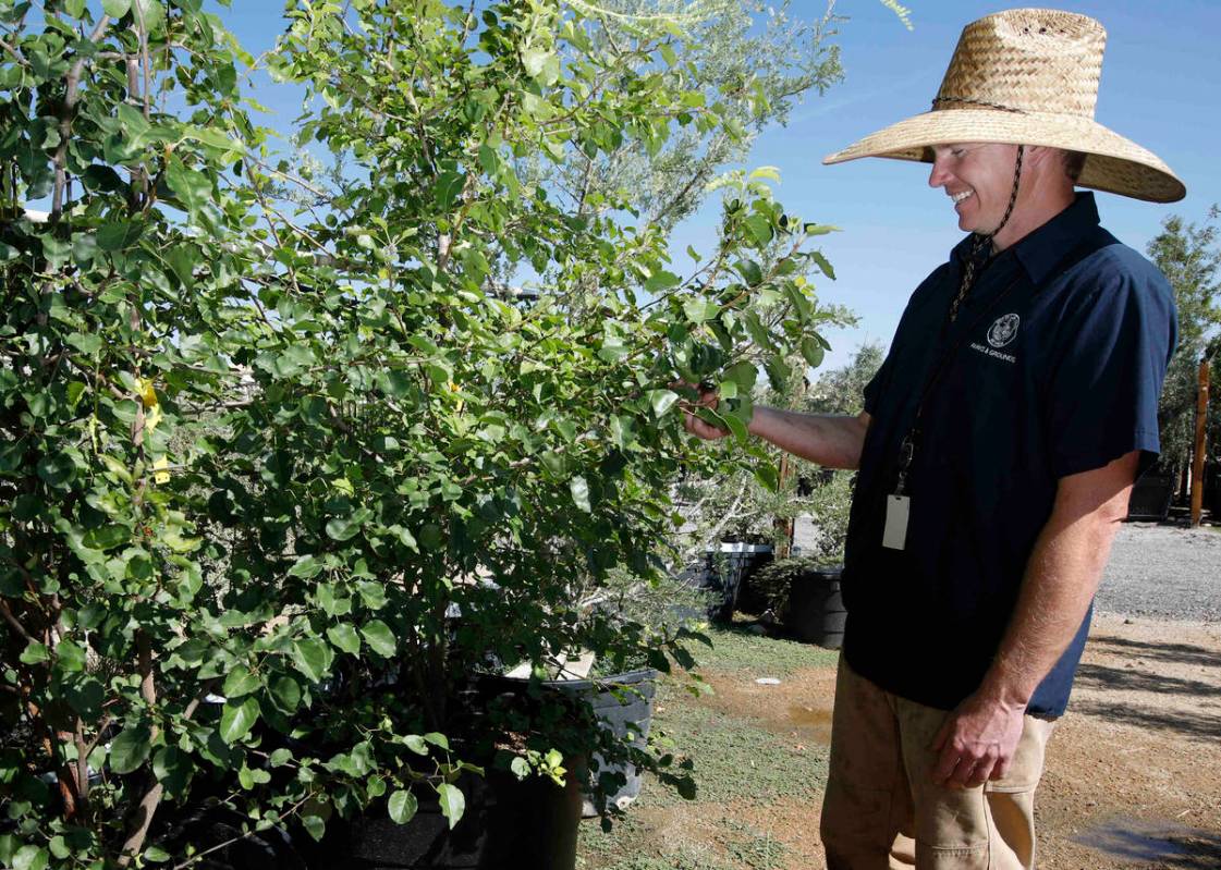 Bradley Daseler, urban forester from the city of Las Vegas, stands by two ornamental pear seedl ...