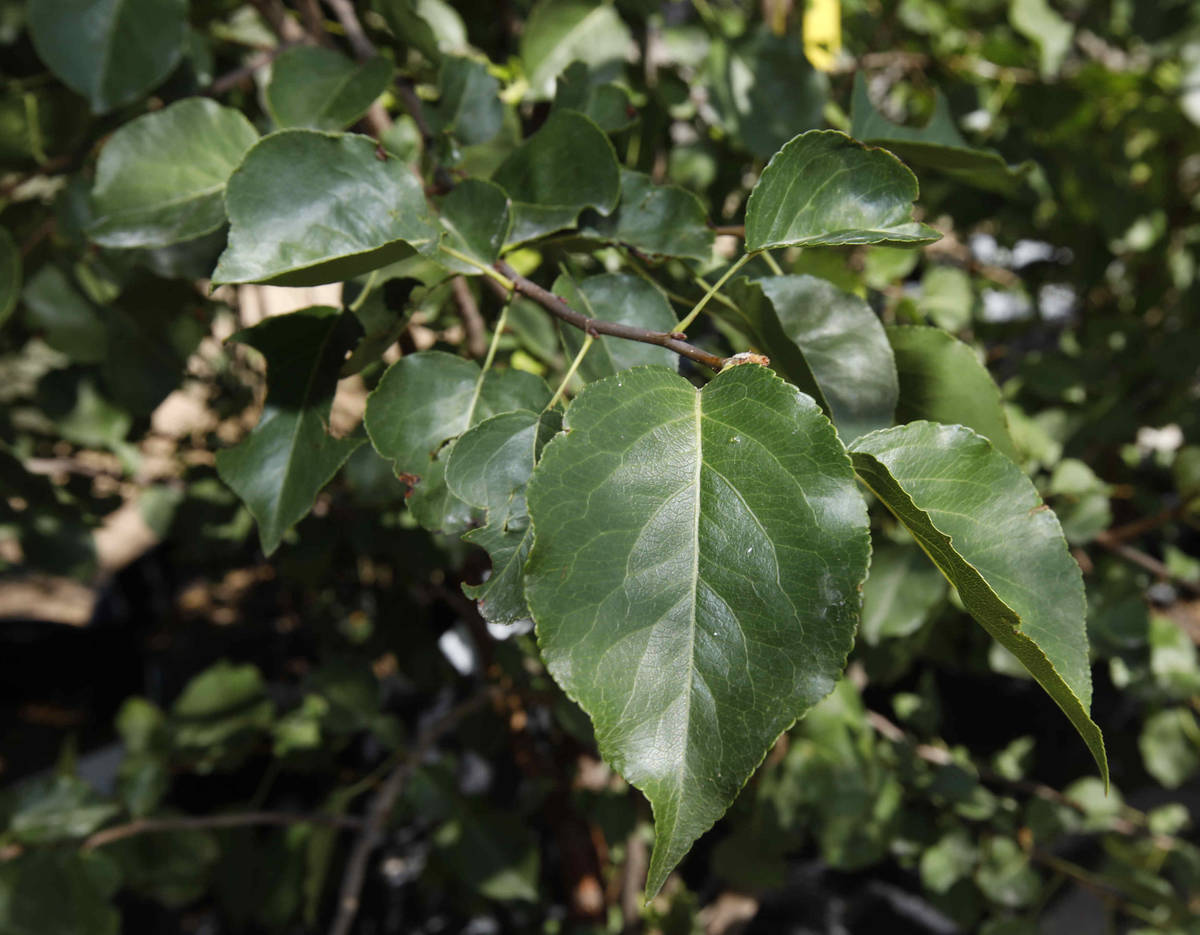 Leaves of an ornamental pear seedling are seen at the city of Las Vegas tree nursery on July 27 ...