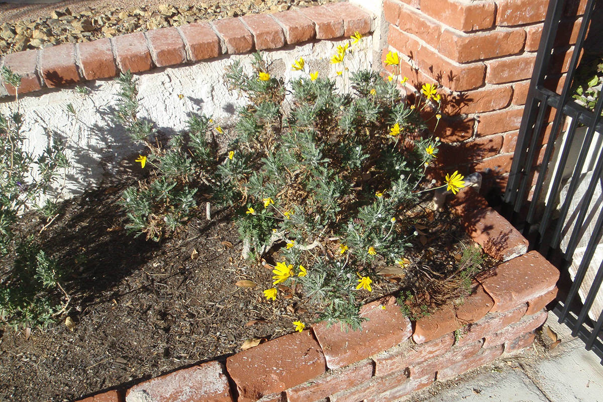 Euryops daisy grows best at temperatures from 40 to 100 degrees Fahrenheit. (Bob Morris)
