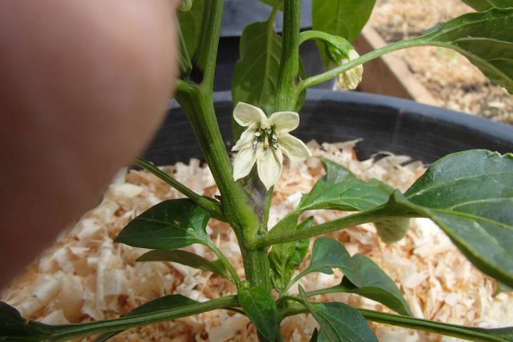 Depending on variety, removing pepper flowers may allow the plant to grow larger. (Bob Morris)