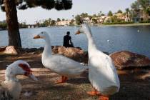 Geese walk along Lake Jacqueline in Las Vegas, Friday, Aug. 20, 2021. (Chitose Suzuki / Las Veg ...