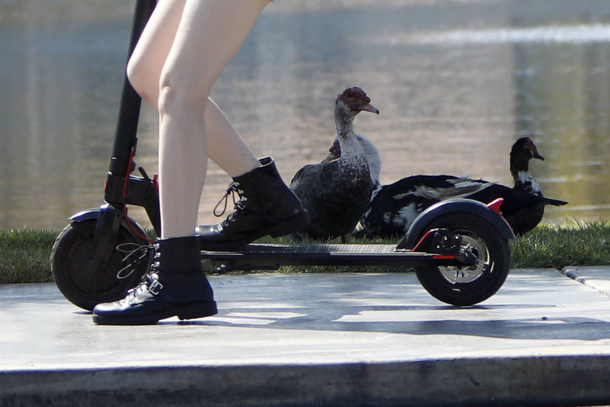 A girl rides a scooter passing ducks along Mariner Drive in Las Vegas, Friday, Aug. 27, 2021. ( ...