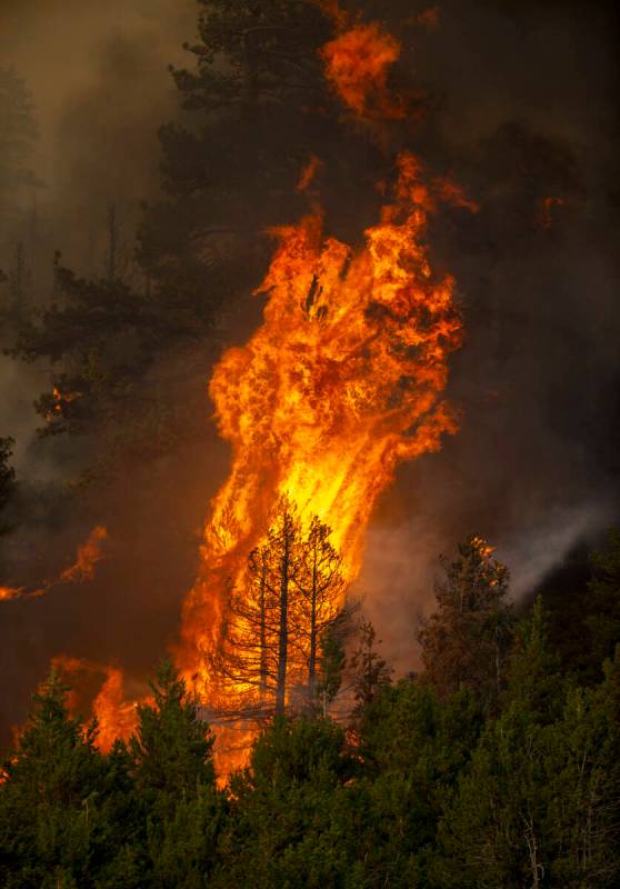 Flames erupt in trees on a nearby ridge above Caples Lake as the Caldor Fire continues to burn ...