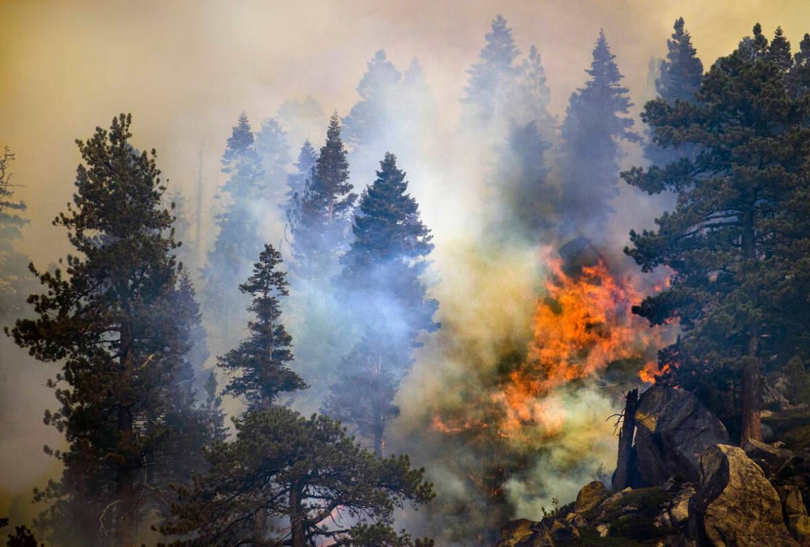 Fire burns amongst the pines on a ridge along SR 89 from the Caldor Fire on Wednesday, Sept. 1, ...