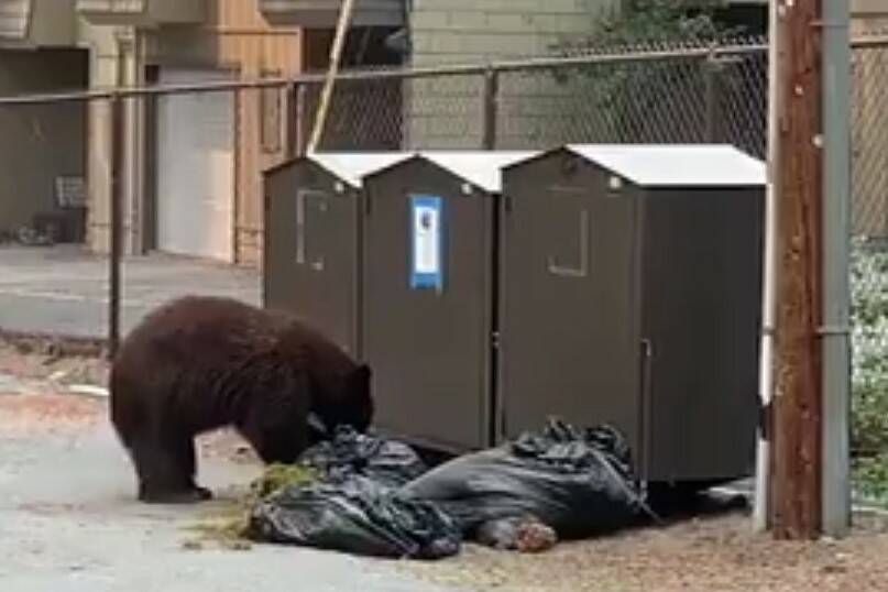 Residents in South Lake Tahoe are being warned to look out for bears as they return to their ho ...