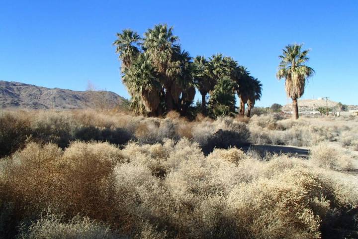 Desert palms, or California palms, are found as native palms in the desert clustered around wat ...