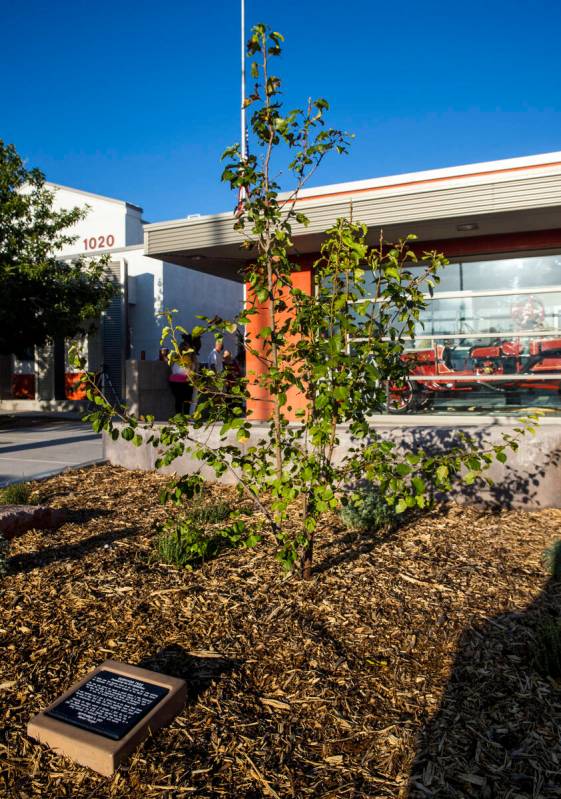 An ornamental pear seedling is seen, Saturday, Sept. 11, 2021, at Fire Station Five in Las Vega ...