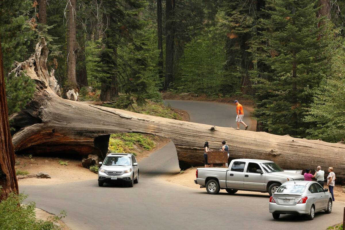 Visitors explore the Tunnel Log, a passage cut through a giant Sequoia tree that fell in 1937, ...