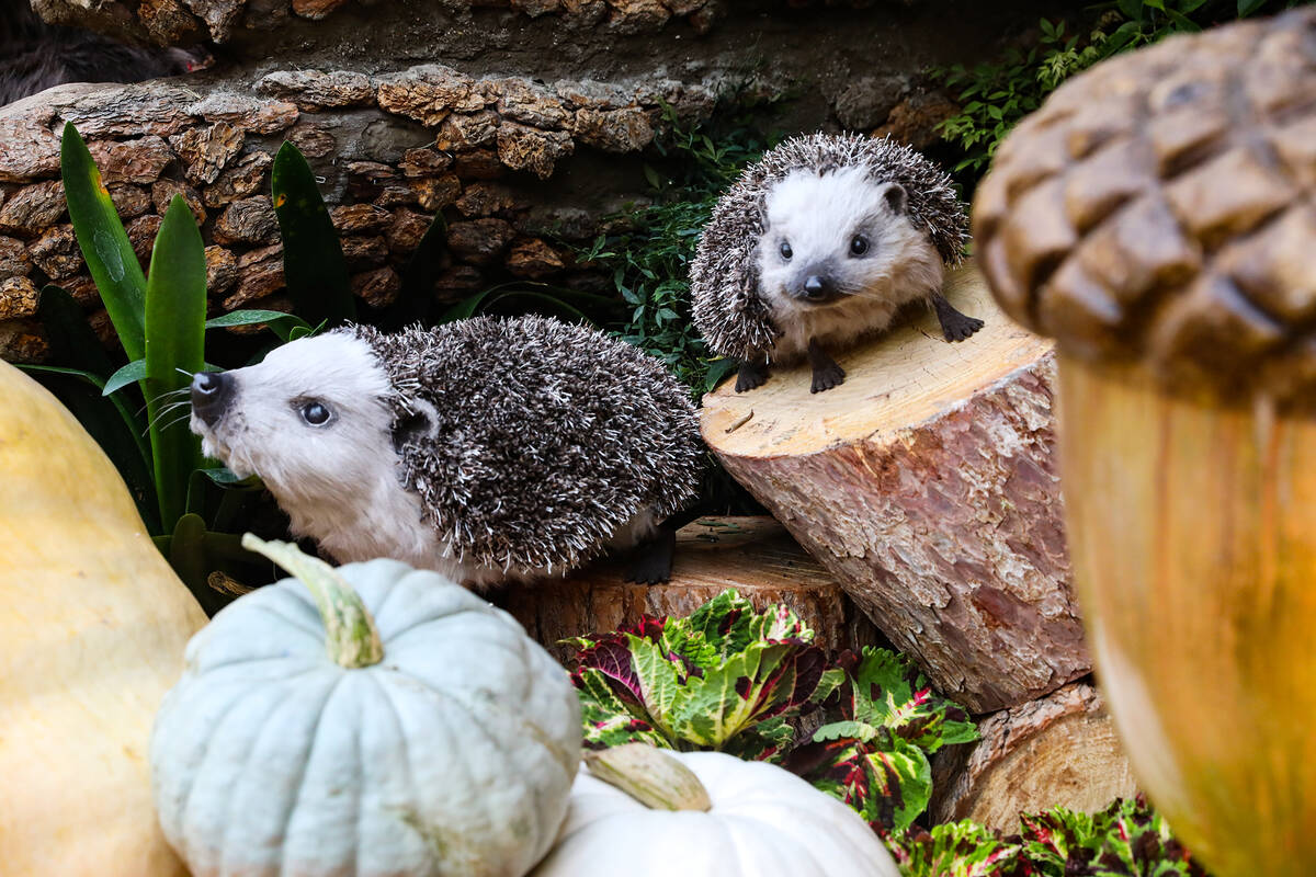 Hedgehogs in the north bed in the autumn exhibit “Deeper into the Forest” is on d ...