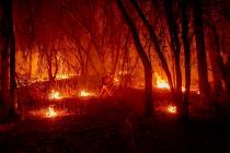 An inmate firefighter from the Trinity River Conservation Camp uses a drip torch to slow the Fa ...